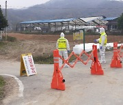 고성 이어 철원서도 발생…도내 5번째 럼피스킨병 확진