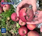 “김장철 코앞인데”…수확 앞두고 날벼락 맞은 농가 울상