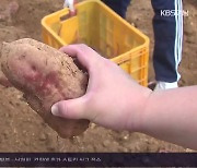 유전자 복원…토종 밭작물 맥 잇는다