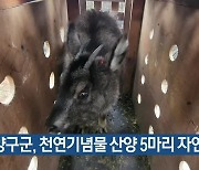 [간추린 소식] 양구군, 천연기념물 산양 5마리 자연 방사 외