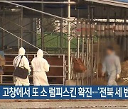 고창에서 또 소 럼피스킨 확진…‘전북 세 번째’