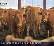 경남까지 확산 럼피스킨병, 축산농가 긴장