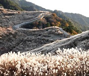 은빛 억새 절정 창녕군 화왕산·부곡온천서 '특별한 가을추억'