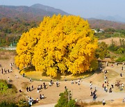 Golden foliage