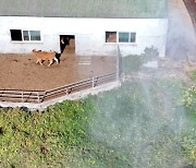 [포토] 제주 ‘럼피스킨병 막아라’