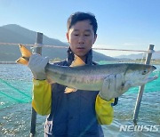 연어 방류로 섬진강 생태계 지켰다…회귀 연어 크게 늘어