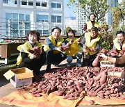 '옥상 텃밭 고구마 수확'