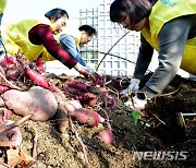 '옥상 텃밭 고구마 수확'