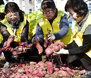 고구마 수확, 나눔 봉사