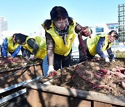 고구마 수확, 나눔 봉사