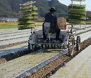 양파재배도 기계화 가능…경북농기원, 옮겨심기 시연