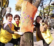 한옥마을 가로수, 봉사자 손길로 따뜻한 겨울옷 입어