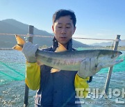 섬진강에 돌아온 연어 대폭 늘어…전년보다 189마리 증가