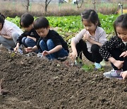 꼬마농부들의 진지한 고구마 수확