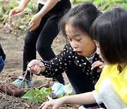 고구마 줄기 끝에는 과연...