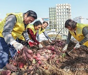 취약계층에 나눔할 '옥상 텃밭 고구마'