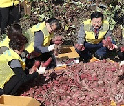 취약계층에 나눔할 '옥상 텃밭 고구마'