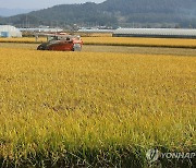 산지쌀값, 한 가마에 21만원대…농식품부 "쌀수급 안정적"