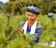 북한 "산을 더 푸르게"… 산림정책 총력