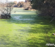 환경단체 "창녕 우포늪서 첫 녹조 발생"