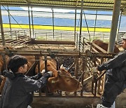 합천군, 소 럼피스킨병 긴급 백신 접종…예비비 1억원 편성 [합천소식]