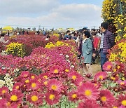 "국화정원으로 오세요"…3∼12일 서산 고북서 축제