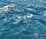 제주 고향사랑기부금 1호 '남방큰돌고래와 플로깅' 개최