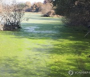 창녕 우포늪에서 녹조 발생 주장…"실태조사·대책 마련해야"