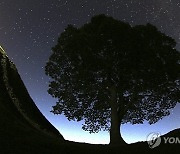 Britain Hadrian's Wall Felled Tree