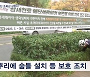 "양재천 초록길 살렸다"…고사 위기 처한 메타세쿼이아 '치료'