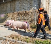 도로에 돼지가 ‘쿵’…도축장 가던 트럭서 5마리 추락, 결말은 같았다