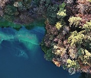 단풍과 녹조