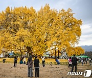 가을 소식 알린 반계리 은행나무