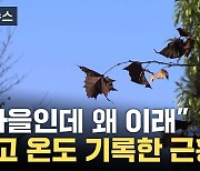 [자막뉴스] "가을인데 왜 이래"...이례적 고온 현상에 '진땀'