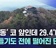 '입동' 앞두고 11월 역대 최고 기온···기후 변화에 단풍은 '흐린 색'