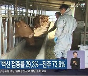 ‘소 럼피스킨병’ 백신 접종률 29.3%…진주 73.6%