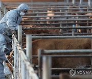 묶지도 않은 소 "접종해달라"...둔기 협박한 60대