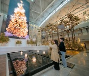 인천공항 안에 '제주 구상나무' 겨울 숲 생겼다