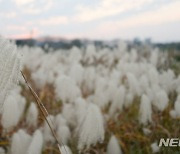 억새 가득한 전주 삼천 산책로