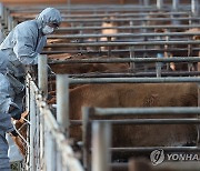 묶어놓지 않은 소에 접종 요구…거부하는 공수의 둔기로 위협