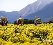 #CHINA-CHRYSANTHEMUM-HARVEST (CN)