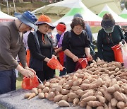 해남미남축제 고구마담기 행사