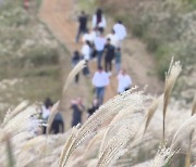 '늦가을 정취에 풍덩'...단풍·억새밭으로 나들이객 몰려