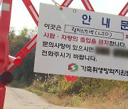 소 럼피스킨병 확진 77건으로 늘어...서산·강화서도 확진