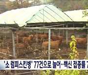 '소 럼피스킨병' 확진 77건으로 늘어‥백신 접종률 76%