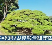 영주 수령 3백 년 소나무 무단 반출로 법적조치