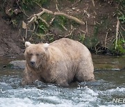 "칼 한자루로 맞서"…곰 습격에 살아남은 日소방대원들