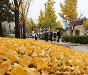 [포토]가을 비와 낙엽 엔딩