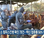 소 럼피스킨병 확진 78건…백신 접종률 84% 넘어