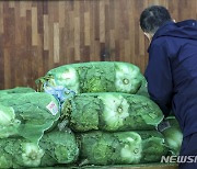 김장재료 수급안정 대책 시행, 배추 가격 하락